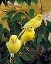 Yellow Canaries, serinus canaria, standing on Branch Royalty Free Stock Photo