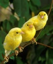 Yellow Canaries, serinus canaria, standing on Branch Royalty Free Stock Photo