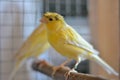 Yellow canaries Royalty Free Stock Photo