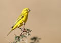 Yellow Canary