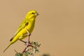 Yellow Canary