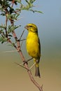 Yellow canary