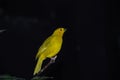 Yellow canary Royalty Free Stock Photo