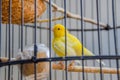A yellow canary bird in a bird cage Royalty Free Stock Photo