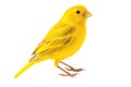 Yellow Canary Bird On White Background