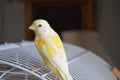 Yellow Canary on his cage