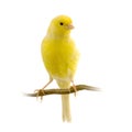 Yellow canary on its perch