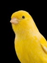 Yellow canary on its perch