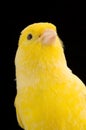 Yellow canary on its perch