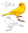 Yellow Canary