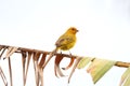 Yellow canary Serinus canaria Royalty Free Stock Photo
