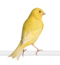 Yellow canary - Serinus canaria on its perch Royalty Free Stock Photo