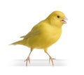 Yellow canary - Serinus canaria on its perch Royalty Free Stock Photo