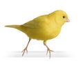 Yellow canary - Serinus canaria on its perch Royalty Free Stock Photo