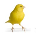 Yellow canary - Serinus canaria on its perch Royalty Free Stock Photo