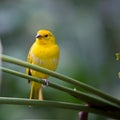 Yellow Canary Song Bird Resting Peacefully