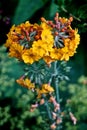 Yellow Candelabra Primrose - Primula bulleyana