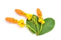 Yellow candle bush flower on white background