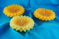 yellow candle flower Royalty Free Stock Photo