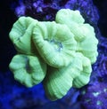 Yellow Candy Cane Coral