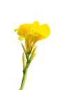 Yellow canna