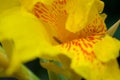 Yellow Canna