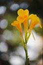 Yellow Canna Bouquet Bokeh, Yellow Flowers