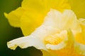 Yellow Canna close-up Royalty Free Stock Photo