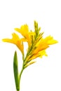 Yellow Canna flower blooming isolated Royalty Free Stock Photo