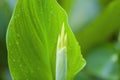 Yellow canna flower with green leaves close-up Royalty Free Stock Photo