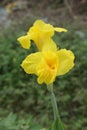 Yellow Canna flower Royalty Free Stock Photo