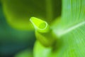 Yellow canna flower leaf in close-up Royalty Free Stock Photo