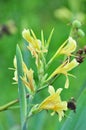 Yellow canna Royalty Free Stock Photo