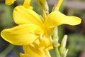 The yellow Canna indica flower