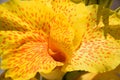 Yellow Canna Indica perennial flower with red spots.