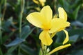 Yellow Canna Lilly, Canna Flower. Royalty Free Stock Photo