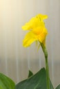 Yellow Canna lilly flower blossom Royalty Free Stock Photo