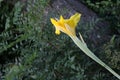 Yellow Canna Lilly flower Royalty Free Stock Photo