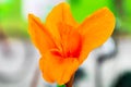 Yellow Canna lilly isolate in spring summer after raining i Royalty Free Stock Photo
