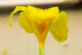 Yellow Canna lilly isolate in spring summer after raining in the Royalty Free Stock Photo