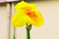 Yellow Canna lilly isolate in spring summer after raining in the Royalty Free Stock Photo