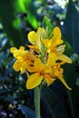 Yellow canna lilly stem - Canna generalis