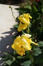 Yellow Canna lily in bloom Royalty Free Stock Photo