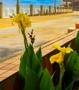 A yellow Canna Lily (Cannaceae Canna) planted beside the riverside path in Nong Khai Royalty Free Stock Photo