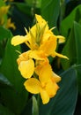 Yellow Canna Lily flower at full bloom Royalty Free Stock Photo