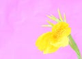 Yellow canna lily flower on pastel pink color backgrounds Royalty Free Stock Photo