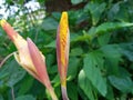 Yellow Canna lily flowers with red spots Royalty Free Stock Photo