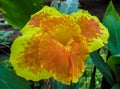 Yellow Canna Lily with orange dots on Flowers. Royalty Free Stock Photo