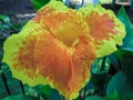 Yellow Canna Lily with orange dots on Flowers. Royalty Free Stock Photo