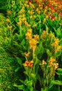 Yellow Canna Lily outdoors in a garden. Beautiful canna flower with green leaves in garden. Mixed colored flower field Royalty Free Stock Photo